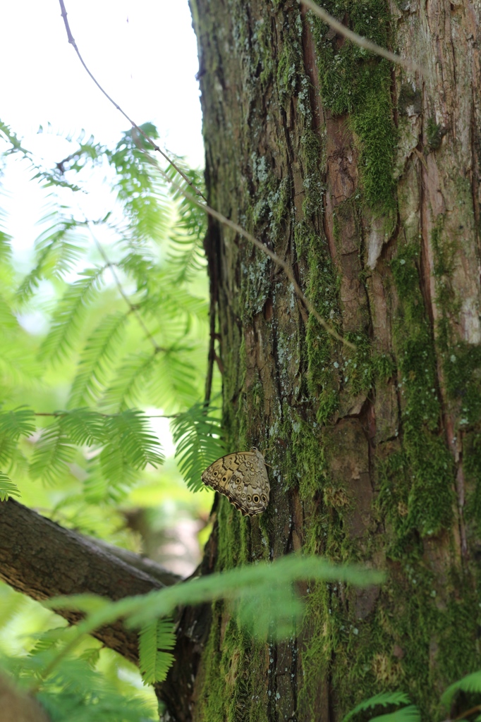 メタセコイアのサトキマダラヒカゲ