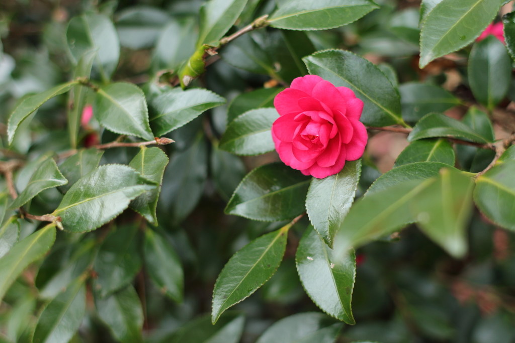 紅色の山茶花