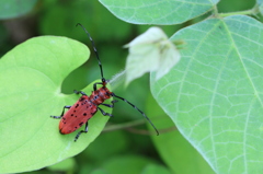 葉の上のホシベニカミキリ