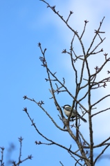 青空のシジュウカラ