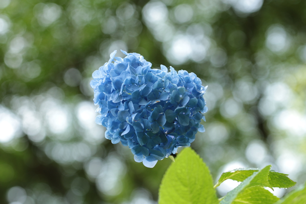 紫陽花の青いハート
