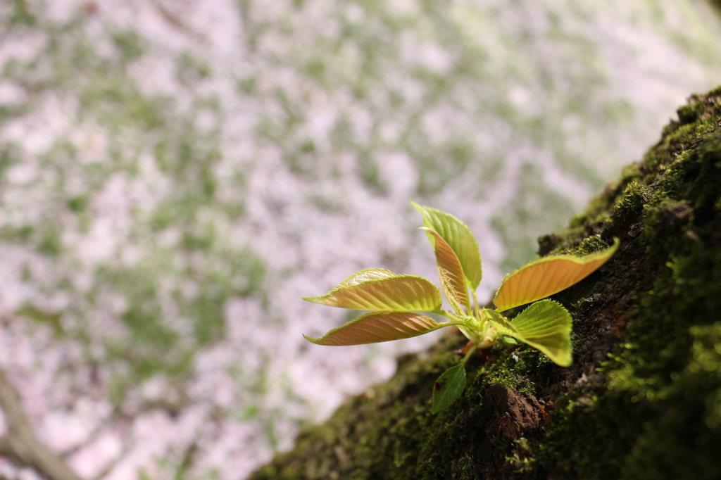 桜の若葉