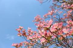 満開の花水木　ピンク