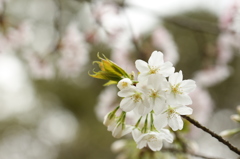 白と桃色の桜