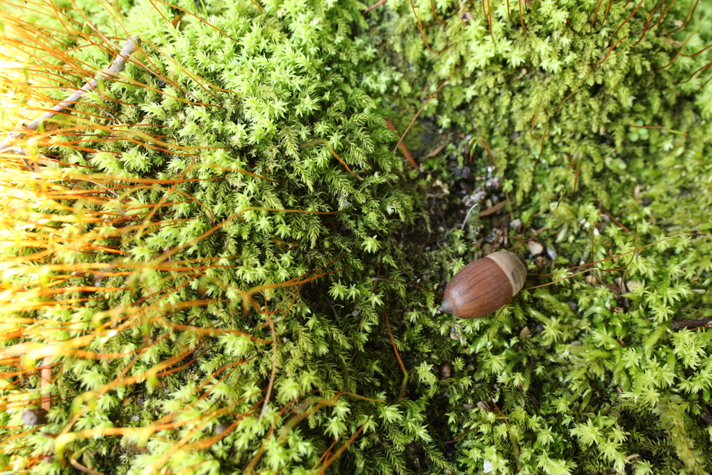 苔とアラカシ