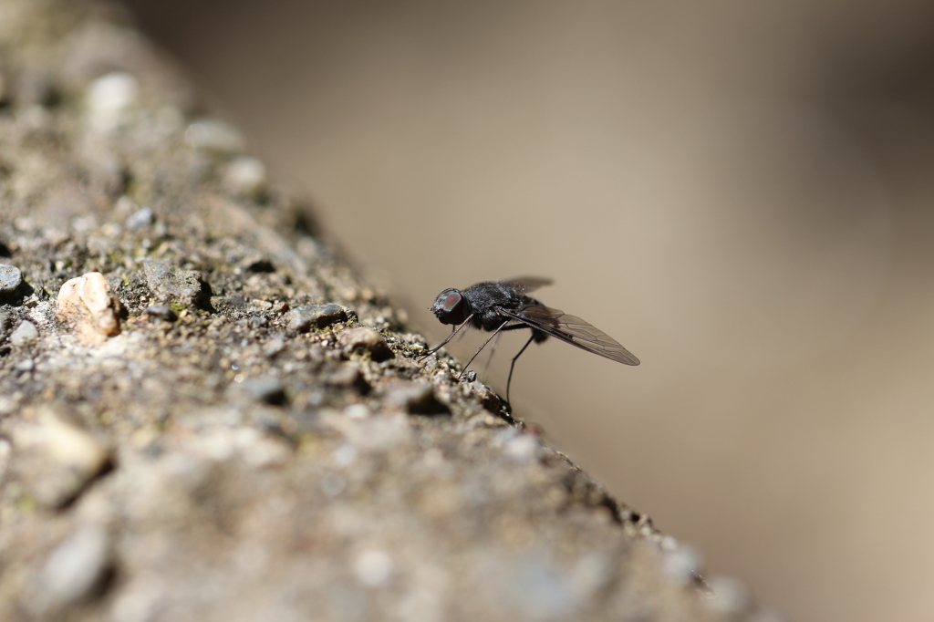 飛び回る黒い影
