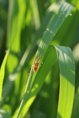 草むらのホソハリカメムシ