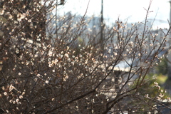 梅林の光景