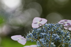 木漏れ日の紫陽花