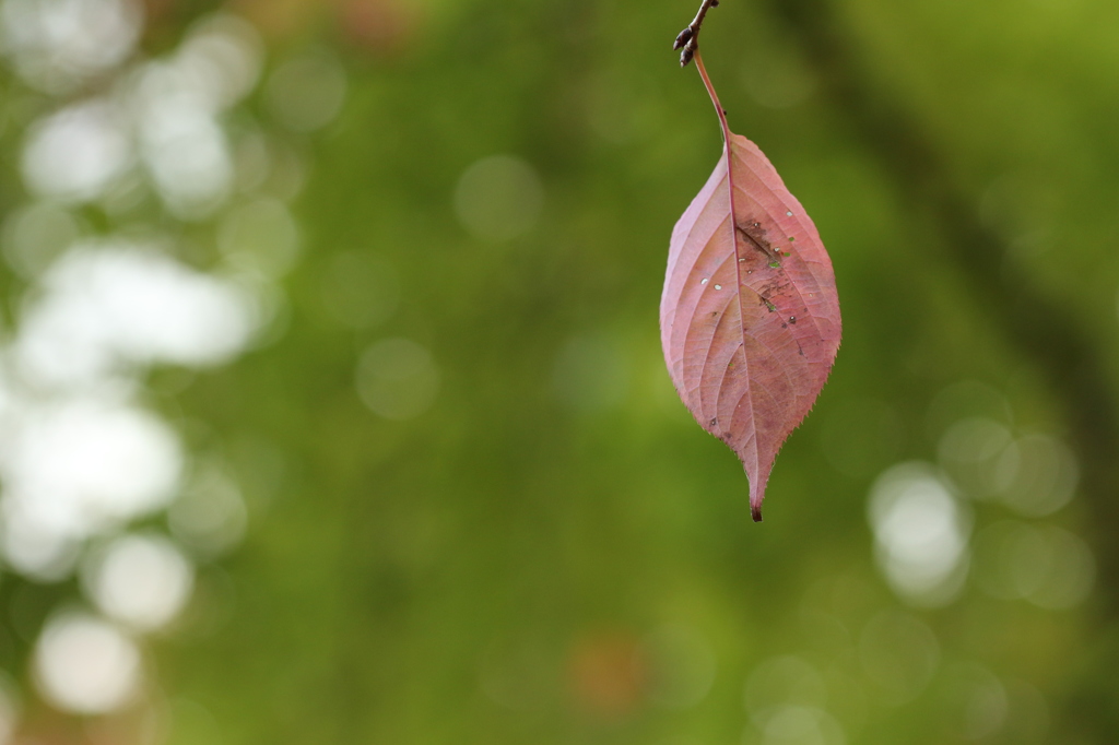 緑に紅葉一枚