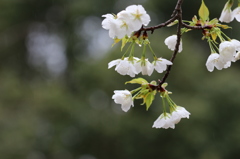 白い桜