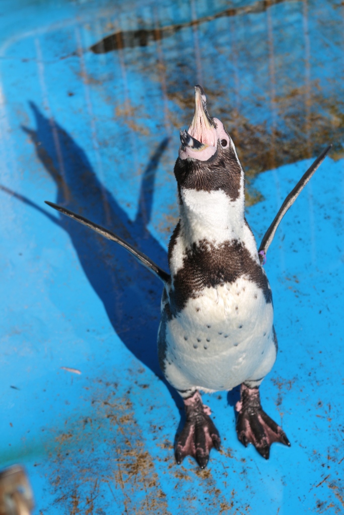 フンボルトペンギンの叫び