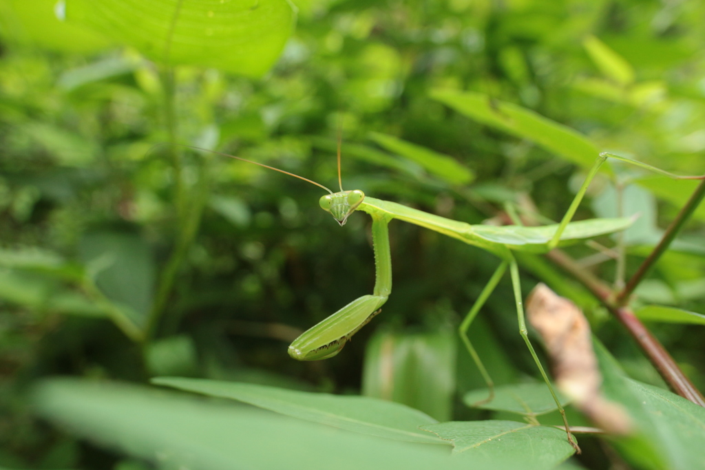 茂みのカマキリ