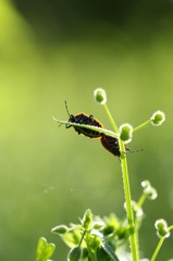 草むらのナガメ