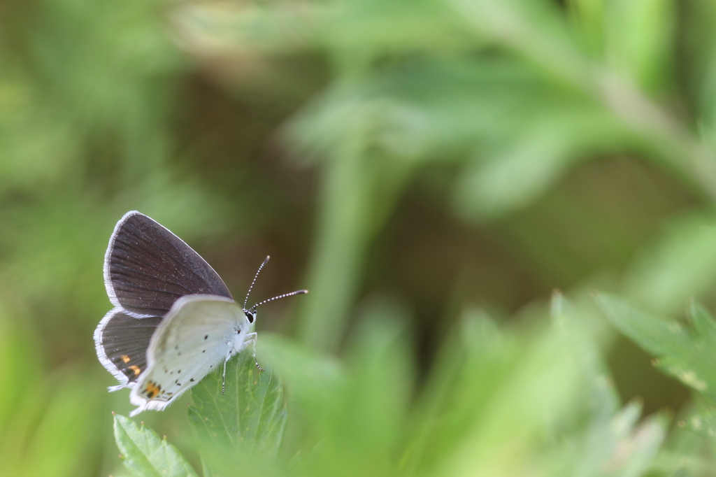 草むらのツバメシジミ
