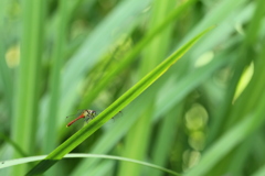 黄菖蒲のマユタテアカネ♂