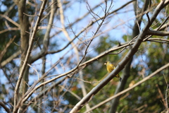 枝上のカワラヒワ