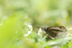 輝く草むらで