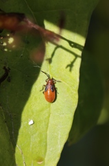 セスジナガカメムシの幼虫