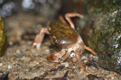 水路のサワガニ