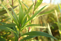 背高泡立草のアワフキムシ