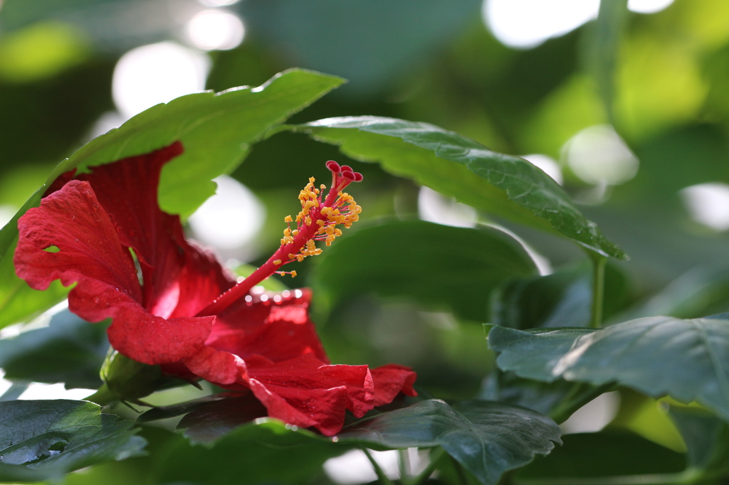 植物園の花々　12