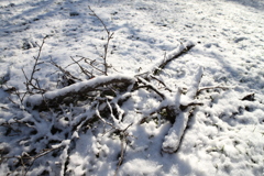 雪化粧の枯枝
