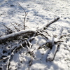 雪化粧の枯枝