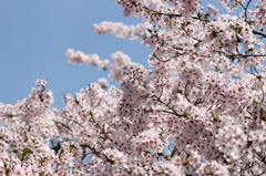 青空の桜