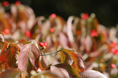 ハナミズキの実