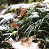 雪中の緑葉