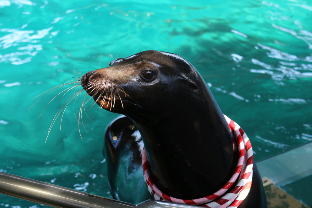 のとじま水族館のカリフォルニアアシカ