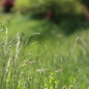 川沿いのイネ科植物