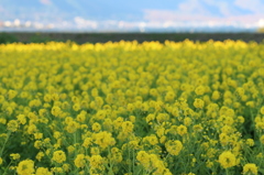 菜の花畑