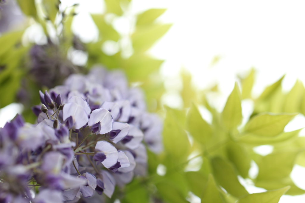 フジの花