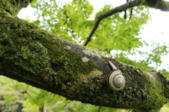 小雨のカタツムリ