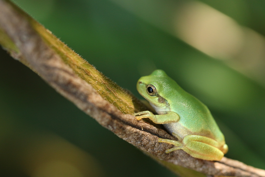 草むらのアマガエル