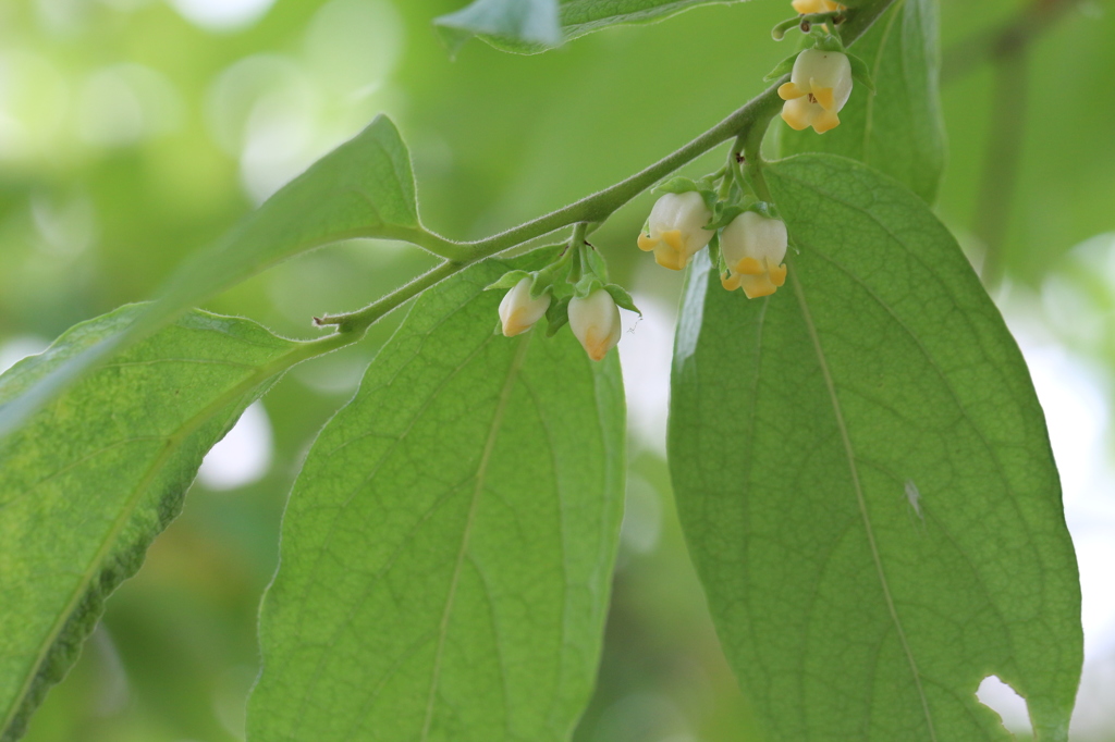 カキノキの花