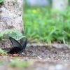 クロアゲハ