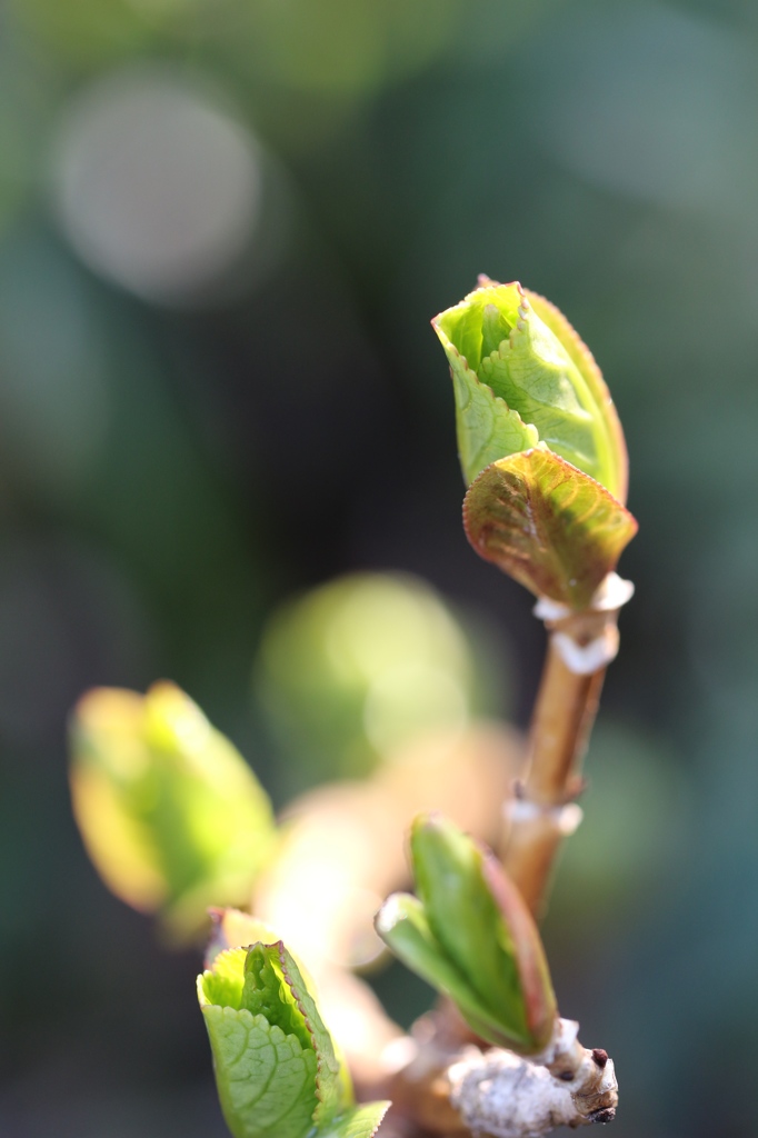 紫陽花の新芽