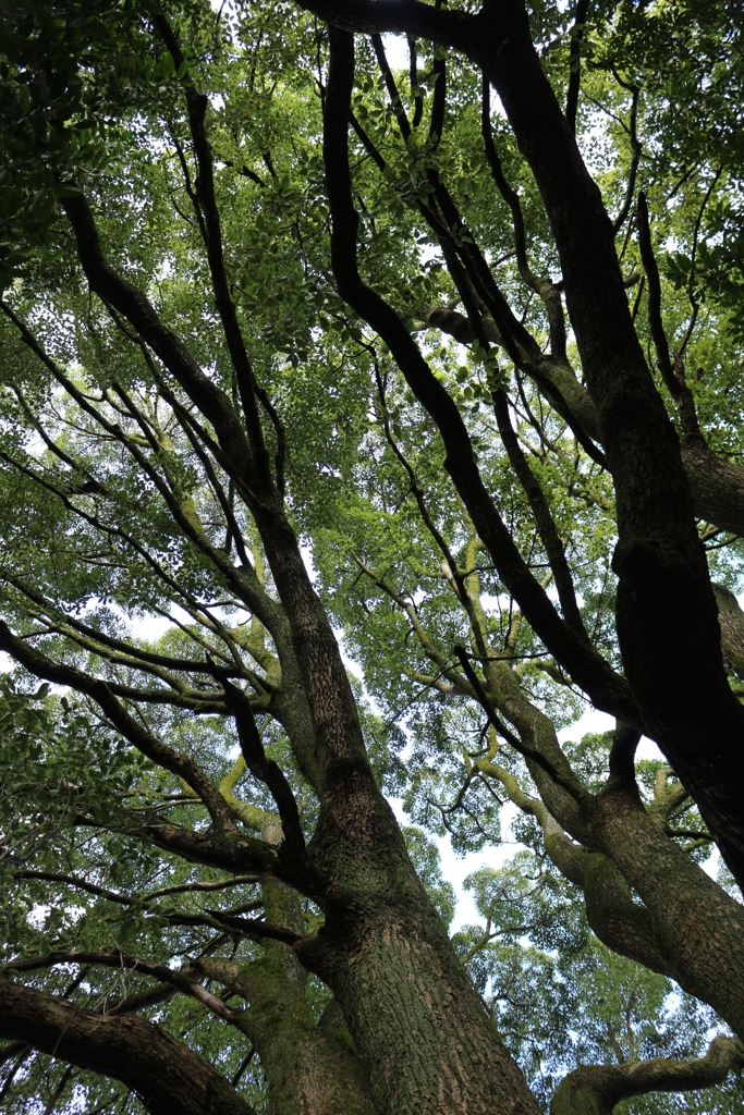 楠の枝振り
