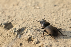 地面のコクワガタ