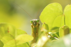 草むらのオオカマキリ