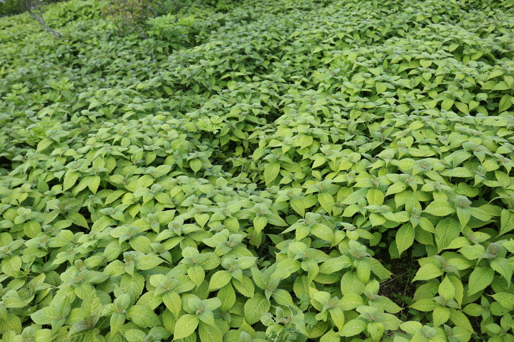 伊吹山の植物　2