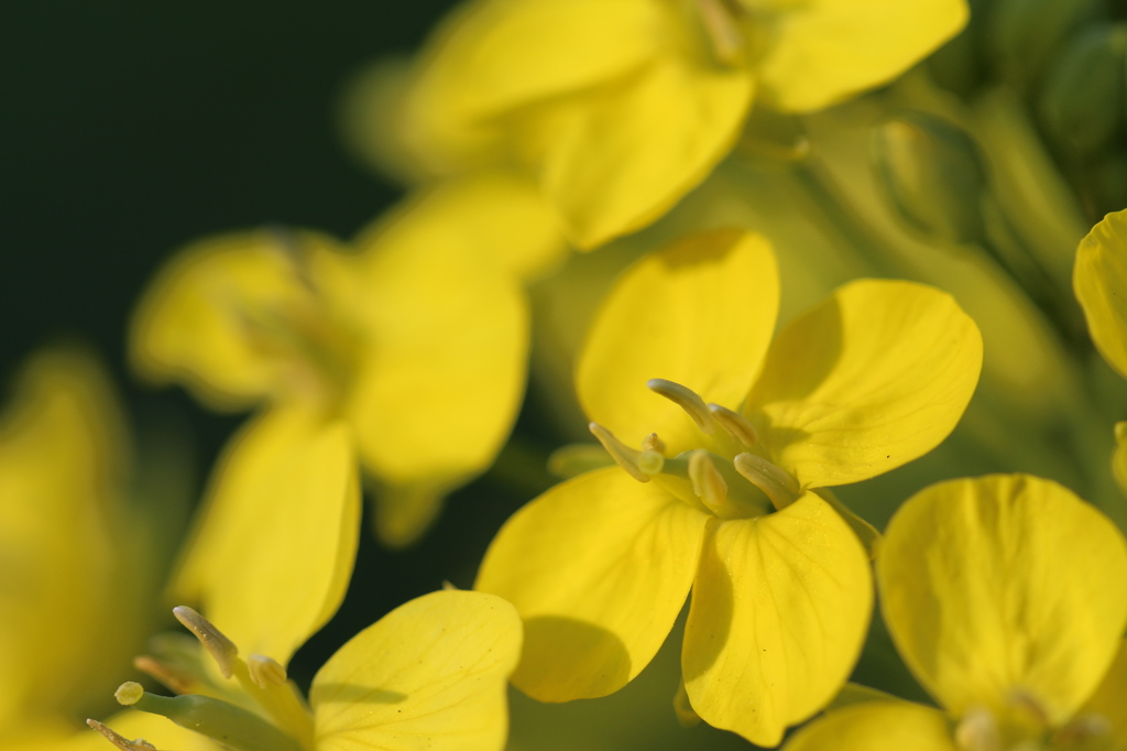 初冬の菜の花
