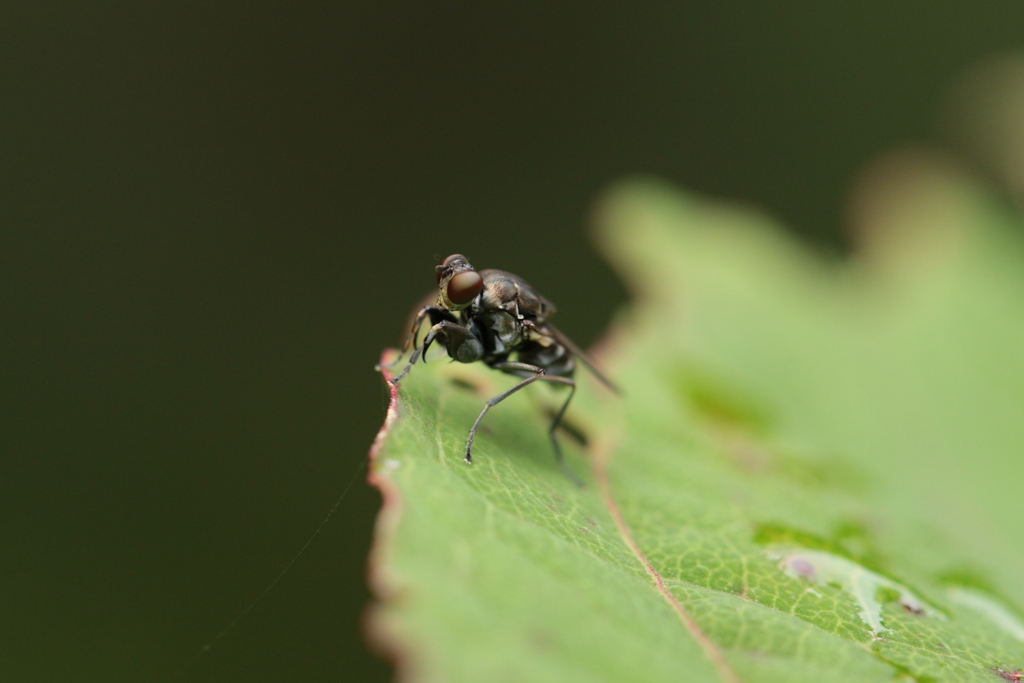 葉上のカマバエ