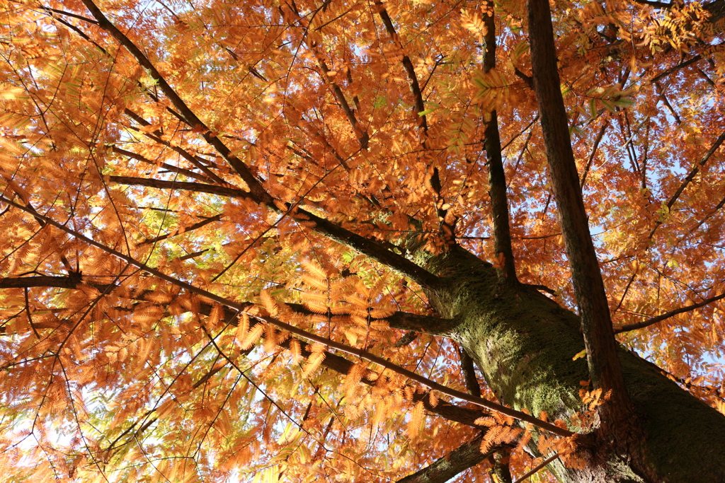 メタセコイアの紅葉