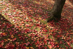 フウの紅葉