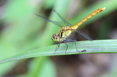 マユタテアカネ　♂