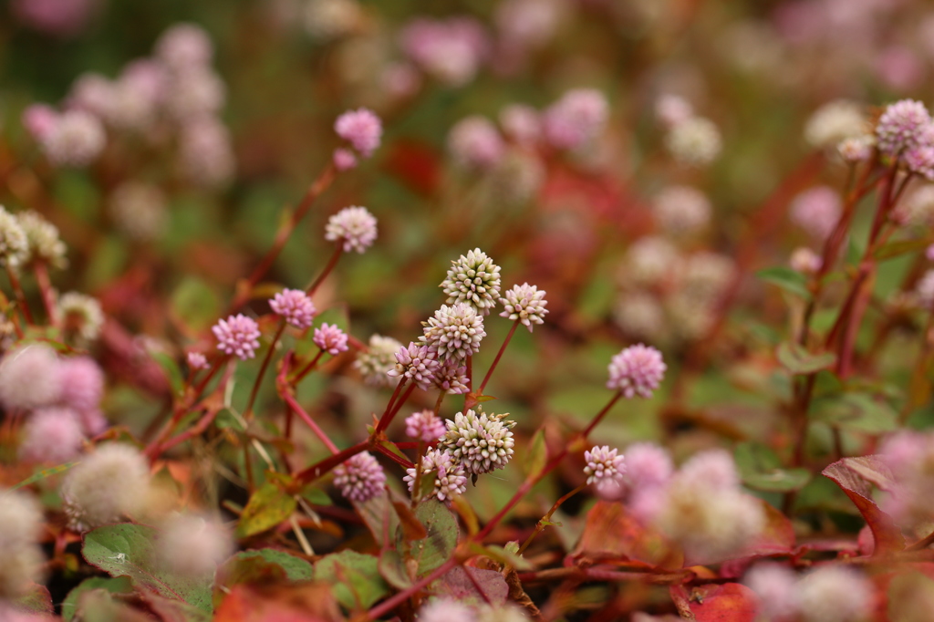 公園の花
